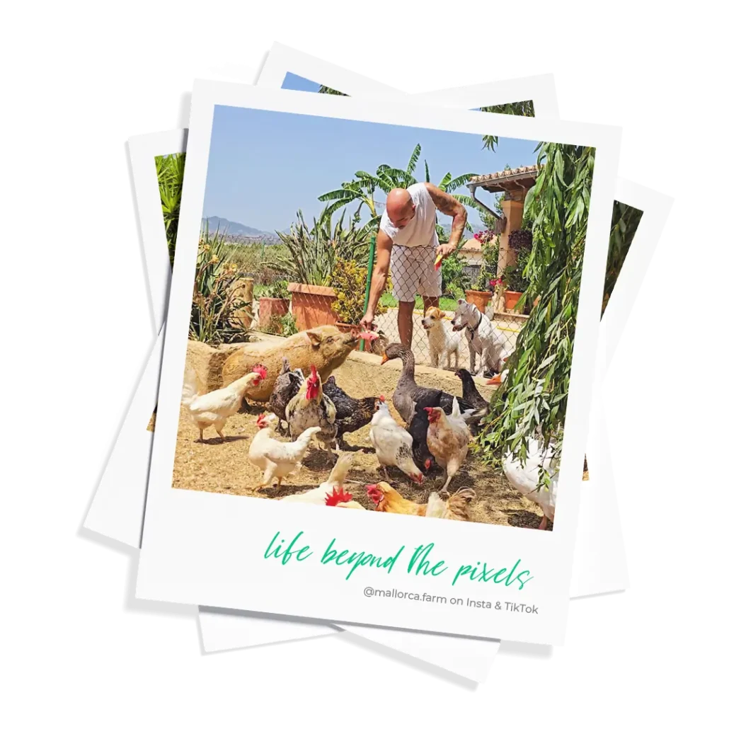 Polaroid-style photo of Luca Tina on his small farm near Campanet, Mallorca, surrounded by chickens and feeding a pot-bellied pig.