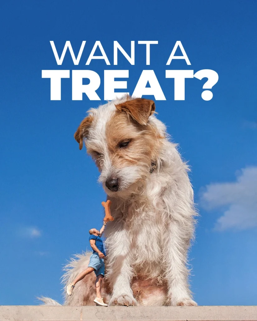 Dog advertising concept with a dog looking at a treat under the headline “Want a Treat?”